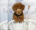Puppy 12 Poodle (Toy)