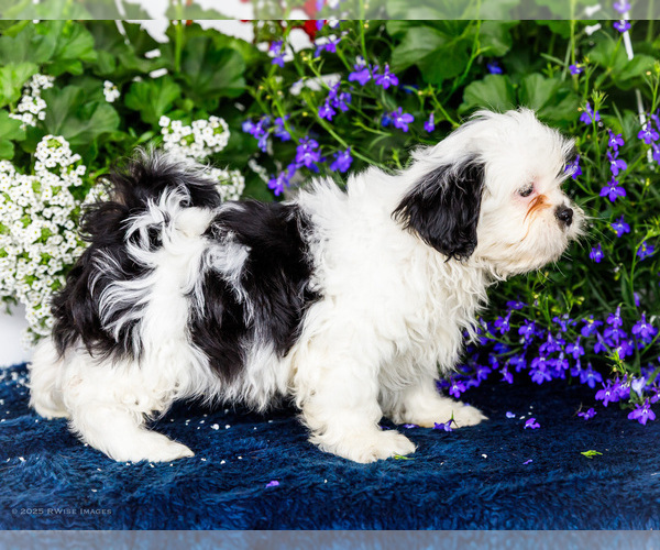 Medium Photo #16 Shih Tzu Puppy For Sale in WAKARUSA, IN, USA