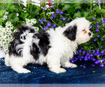 Small #4 Shih Tzu