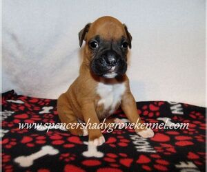 Boxer Puppy for Sale in CABOOL, Missouri USA