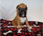 Image preview for Ad Listing. Nickname: Litter of 9