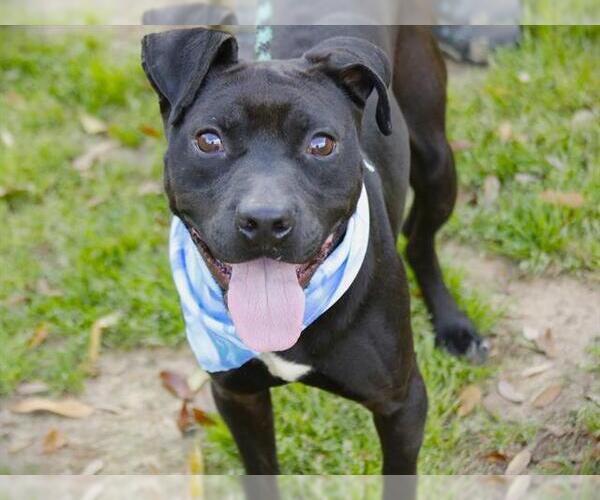 Medium Photo #2 American Staffordshire Terrier-Unknown Mix Puppy For Sale in Tallahassee, FL, USA