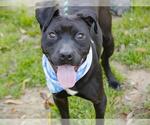 Small #1 American Staffordshire Terrier Mix
