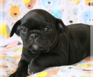 Pug Puppy for sale in Abilene, KS, USA