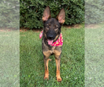 Small #2 German Shepherd Dog Mix