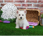 Small #3 West Highland White Terrier