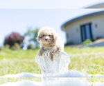 Small Photo #11 Maltipoo Puppy For Sale in WARSAW, IN, USA