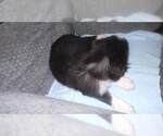Small Photo #42 Border Collie Puppy For Sale in AIKEN, SC, USA