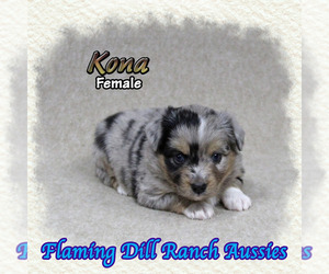 Miniature Australian Shepherd Puppy for sale in FORESTBURG, TX, USA