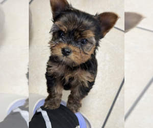 Yorkshire Terrier Puppy for sale in HOUSTON, TX, USA