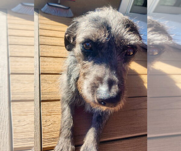 Medium Photo #4 Mutt Puppy For Sale in Salt Lake City, UT, USA