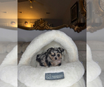 Small #16 Chihuahua