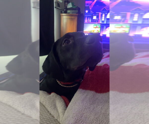 Medium Photo #1 Catahoula Leopard Dog-Labrador Retriever Mix Puppy For Sale in Aurora, IN, USA