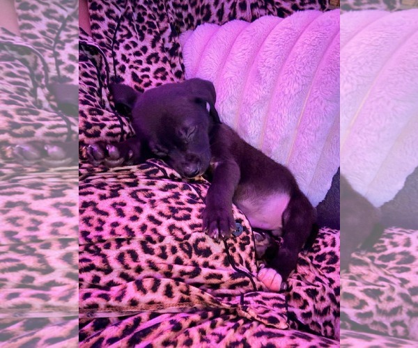 Medium Photo #3 Mutt Puppy For Sale in Mount Pleasant, SC, USA