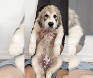 Great Pyrenees Puppy for sale in SAN DIEGO, CA, USA