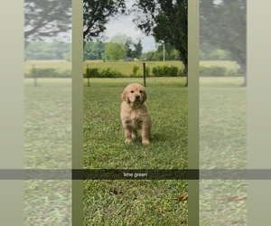 Medium Golden Retriever
