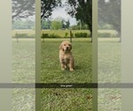 Puppy Puppy 1 Golden Retriever