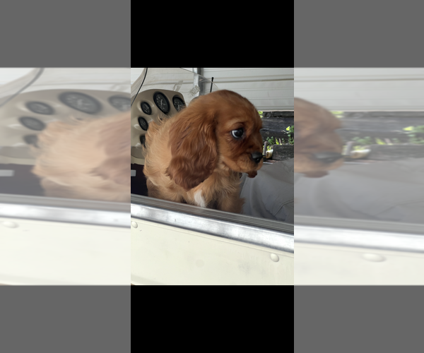 Medium Photo #3 Cavalier King Charles Spaniel Puppy For Sale in NILES, MI, USA