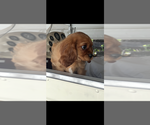 Small #2 Cavalier King Charles Spaniel