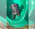 Small Photo #7 Lab-Pointer Puppy For Sale in Hillsboro, MO, USA