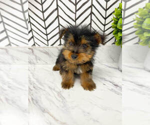 Yorkshire Terrier Puppy for sale in MILLERSBURG, OH, USA