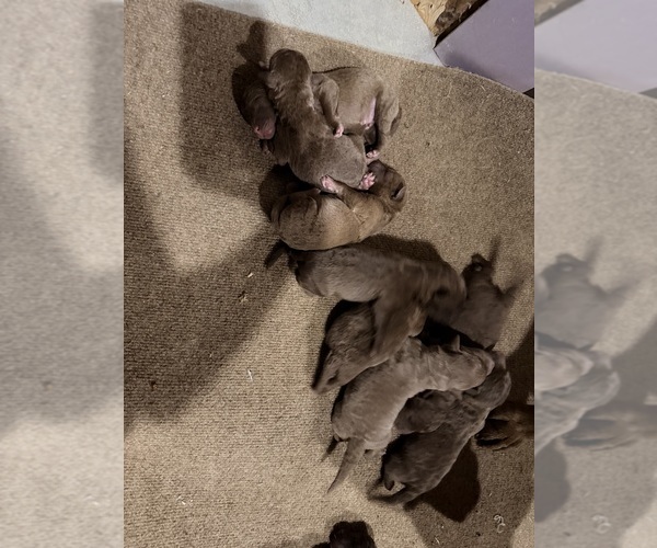 Medium Photo #3 Chesapeake Bay Retriever Puppy For Sale in GREELEY, CO, USA