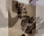 Litter of 8 - Male(s) and Female(s) Chesapeake Bay RetrieverLitter of Puppies for Sale - Photo #3