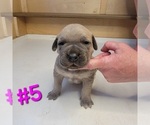 Puppy Puppy 5 Cane Corso