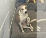 Small #1 Italian Greyhound-Jack Russell Terrier Mix
