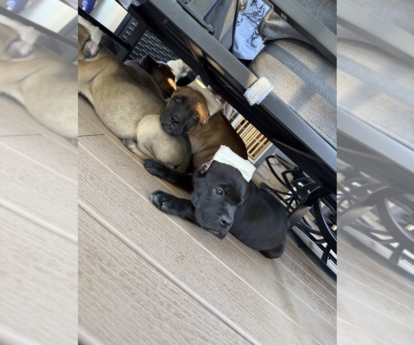 Medium Photo #15 Cane Corso Puppy For Sale in PORTLAND, OR, USA