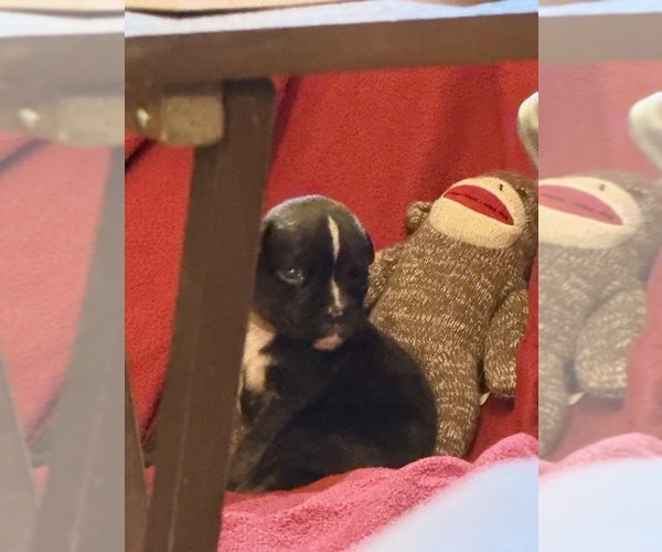Medium Photo #1 Boxer Puppy For Sale in LANSING, MI, USA