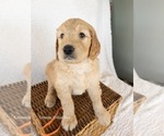 Small Photo #2 Goldendoodle Puppy For Sale in BELLFLOWER, MO, USA