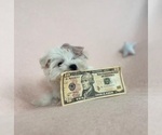 Small #3 Maltese