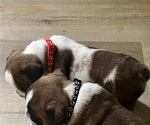 Small Photo #6 English Bulldog Puppy For Sale in ANDERSON, SC, USA