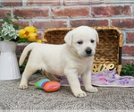 Small #2 Labrador Retriever