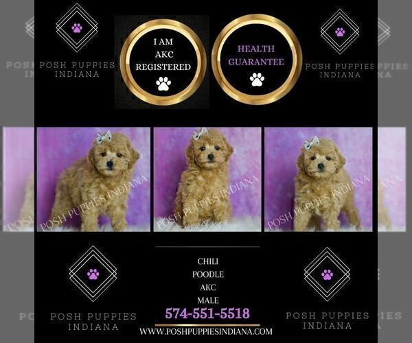 Medium Photo #75 Poodle (Miniature) Puppy For Sale in WARSAW, IN, USA