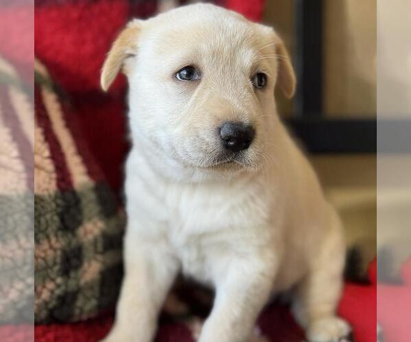 Medium Photo #2 Golden Labrador Puppy For Sale in San Diego, CA, USA