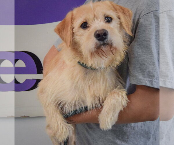 Medium Photo #3 Parson Russell Terrier-Unknown Mix Puppy For Sale in Huntley, IL, USA