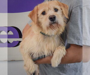 Oliver - Male Parson Russell Terrier-Unknown Mix Dog for Adoption - Photo #3