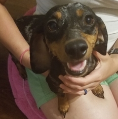 Mother of the Dachshund puppies born on 06/27/2018
