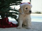Small Photo #3 Goldendoodle Puppy For Sale in DOWLING PARK, FL, USA