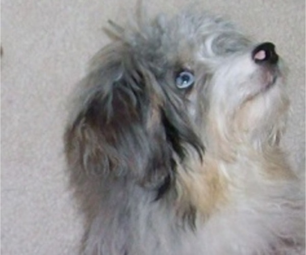 Medium Photo #1 Aussiedoodle Miniature  Puppy For Sale in ROSCOMMON, MI, USA