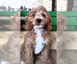 Small Photo #1 Cocker Spaniel-Poodle (Miniature) Mix Puppy For Sale in CADIZ, KY, USA