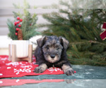 Small Photo #3 Mutt-Schnauzer (Miniature) Mix Puppy For Sale in DOVER, PA, USA