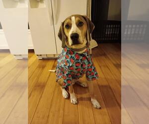 Mutt Dogs for adoption in Morganville, NJ, USA