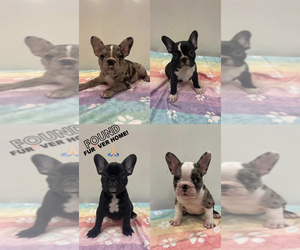 French Bulldog Puppy for sale in SOUTH SAN FRANCISCO, CA, USA