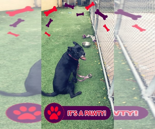 Medium Photo #50 Labrador Retriever-Unknown Mix Puppy For Sale in Pompano Beach , FL, USA