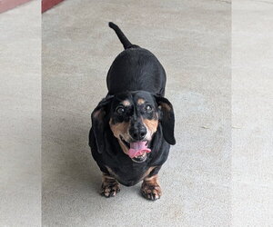 Dachshund-Unknown Mix Dogs for adoption in Oakhurst, NJ, USA