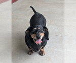 Small Dachshund Mix
