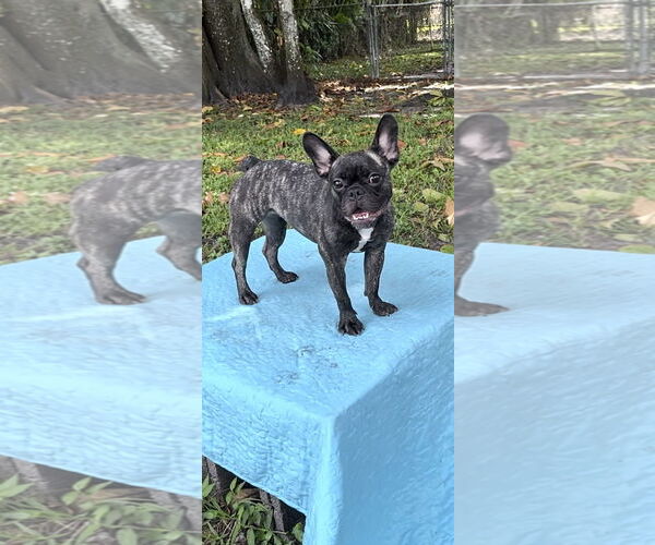 Medium Photo #1 French Bulldog Puppy For Sale in Weston, FL, USA
